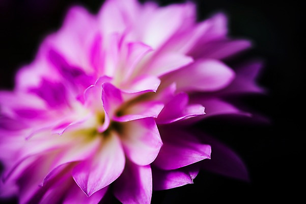 포토 JPG 주간 꽃 꽃밭 꽃백그라운드 봄꽃 자연 국화 근접촬영 사람없음 야외 꽃박람회 호수공원 일산호수공원 국내포토 자연요소 식물 공원 뷰포인트 백그라운드 봄 생태계 박람회 파일형식 일산