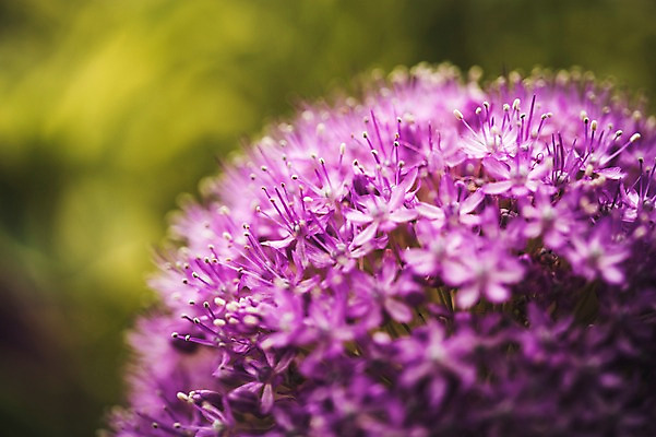 포토 JPG 주간 꽃 꽃밭 꽃백그라운드 봄꽃 자연 사람없음 야외 꽃박람회 알리움 호수공원 일산호수공원 국내포토 자연요소 식물 공원 백그라운드 봄 생태계 박람회 파일형식 일산