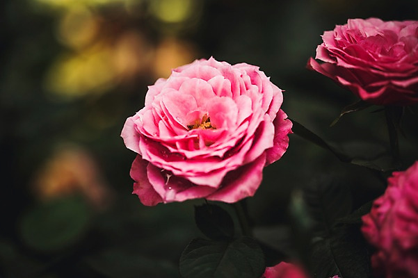 포토 JPG 주간 꽃 꽃밭 꽃백그라운드 봄꽃 자연 사람없음 야외 동백 꽃박람회 호수공원 일산호수공원 국내포토 자연요소 식물 공원 백그라운드 봄 생태계 박람회 파일형식 일산