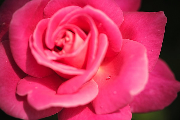 포토 JPG 주간 꽃 꽃밭 꽃백그라운드 봄꽃 자연 근접촬영 사람없음 야외 장미 꽃박람회 호수공원 일산호수공원 국내포토 자연요소 식물 공원 뷰포인트 백그라운드 봄 생태계 박람회 파일형식 일산