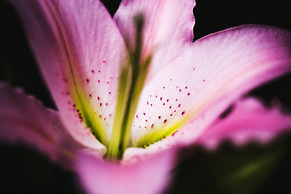 포토 JPG 주간 꽃 꽃밭 꽃백그라운드 봄꽃 자연 사람없음 야외 백합 꽃박람회 호수공원 일산호수공원 국내포토 자연요소 식물 공원 백그라운드 봄 생태계 박람회 파일형식 일산