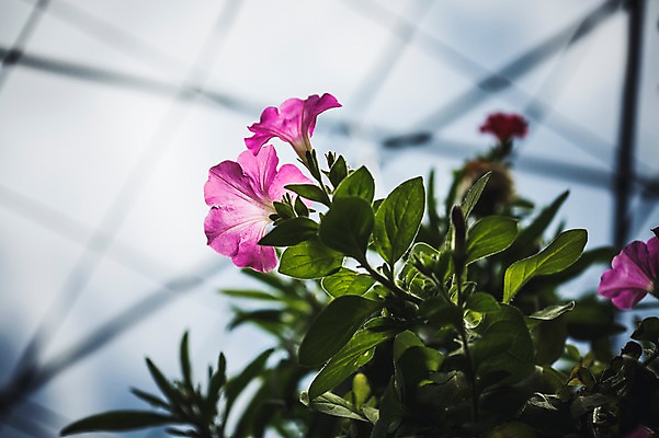 포토 JPG 주간 꽃 꽃밭 꽃백그라운드 봄꽃 자연 사람없음 야외 나팔꽃 꽃박람회 호수공원 일산호수공원 국내포토 자연요소 식물 공원 백그라운드 봄 생태계 박람회 파일형식 일산