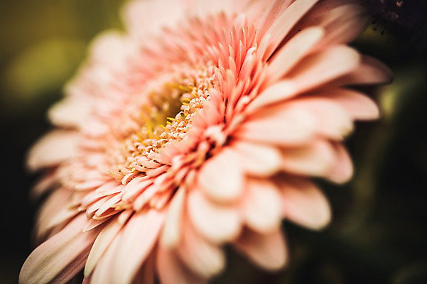 포토 JPG 주간 꽃 꽃밭 꽃백그라운드 봄꽃 자연 국화 근접촬영 사람없음 야외 꽃박람회 호수공원 일산호수공원 국내포토 자연요소 식물 공원 뷰포인트 백그라운드 봄 생태계 박람회 파일형식 일산