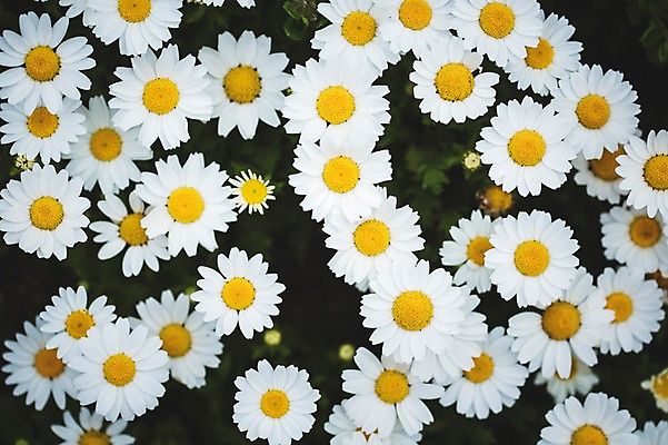 포토 JPG 주간 꽃 꽃밭 꽃백그라운드 봄꽃 자연 사람없음 야외 데이지 꽃박람회 호수공원 일산호수공원 국내포토 자연요소 식물 공원 백그라운드 봄 생태계 박람회 파일형식 일산