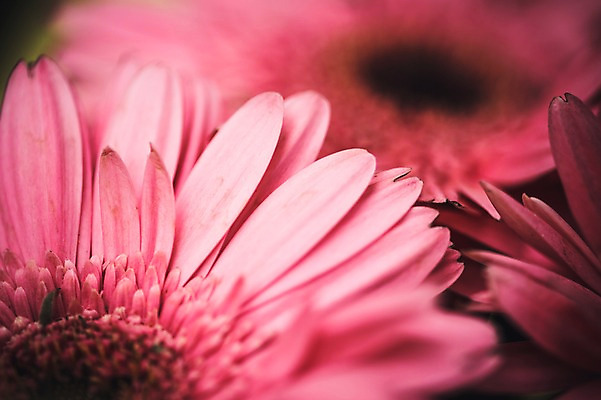 포토 JPG 주간 꽃 꽃밭 꽃백그라운드 봄꽃 자연 근접촬영 사람없음 야외 데이지 꽃박람회 호수공원 일산호수공원 국내포토 자연요소 식물 공원 뷰포인트 백그라운드 봄 생태계 박람회 파일형식 일산