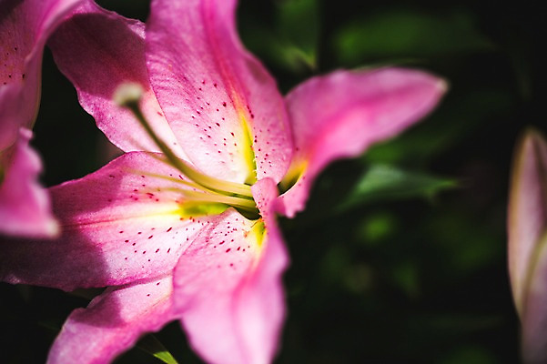 포토 JPG 주간 꽃 꽃밭 꽃백그라운드 봄꽃 자연 근접촬영 사람없음 야외 백합 꽃박람회 호수공원 일산호수공원 국내포토 자연요소 식물 공원 뷰포인트 백그라운드 봄 생태계 박람회 파일형식 일산