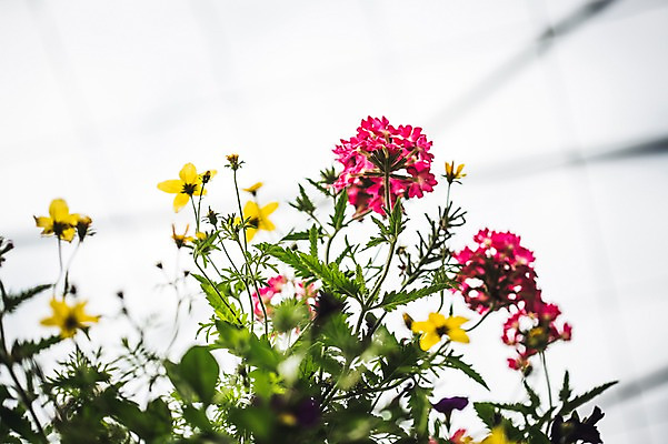 포토 JPG 주간 꽃 로우앵글 꽃밭 꽃백그라운드 봄꽃 자연 사람없음 야외 라넌큘러스 꽃박람회 호수공원 일산호수공원 국내포토 자연요소 식물 공원 뷰포인트 백그라운드 봄 생태계 박람회 파일형식 일산