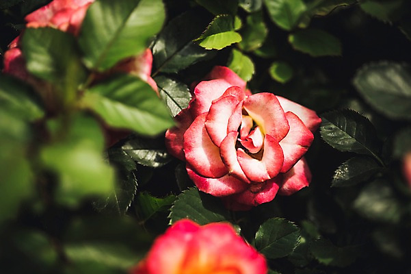 포토 JPG 주간 꽃 꽃밭 꽃백그라운드 봄꽃 자연 사람없음 야외 장미 꽃박람회 호수공원 일산호수공원 국내포토 자연요소 식물 공원 백그라운드 봄 생태계 박람회 파일형식 일산