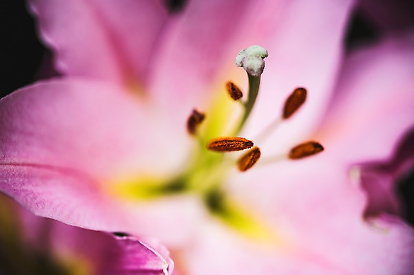 포토 JPG 주간 꽃 꽃밭 꽃백그라운드 봄꽃 자연 근접촬영 사람없음 야외 백합 꽃박람회 호수공원 일산호수공원 국내포토 자연요소 식물 공원 뷰포인트 백그라운드 봄 생태계 박람회 파일형식 일산
