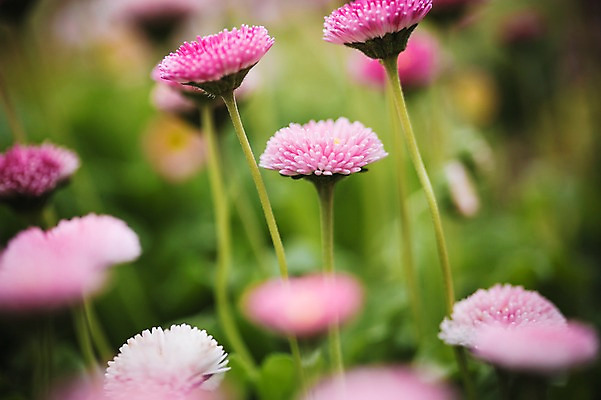 포토 JPG 주간 꽃 꽃밭 꽃백그라운드 봄꽃 자연 사람없음 야외 데이지 꽃박람회 호수공원 일산호수공원 국내포토 자연요소 식물 공원 백그라운드 봄 생태계 박람회 파일형식 일산