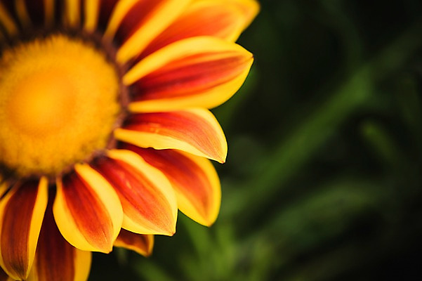 포토 JPG 주간 꽃 꽃밭 꽃백그라운드 봄꽃 자연 국화 근접촬영 사람없음 야외 꽃박람회 호수공원 일산호수공원 국내포토 자연요소 식물 공원 뷰포인트 백그라운드 봄 생태계 박람회 파일형식 일산