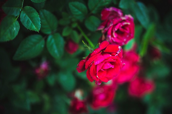 포토 JPG 주간 꽃 꽃밭 꽃백그라운드 봄꽃 자연 사람없음 야외 장미 꽃박람회 호수공원 일산호수공원 국내포토 자연요소 식물 공원 백그라운드 봄 생태계 박람회 파일형식 일산