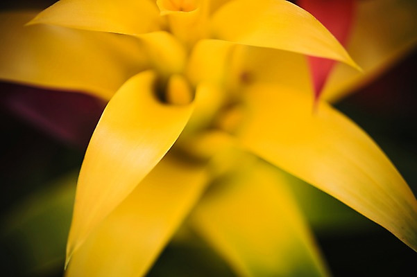 포토 JPG 주간 꽃 꽃밭 꽃백그라운드 봄꽃 자연 근접촬영 사람없음 야외 꽃박람회 난초꽃 호수공원 일산호수공원 국내포토 자연요소 식물 공원 뷰포인트 백그라운드 봄 난초 생태계 박람회 파일형식 일산