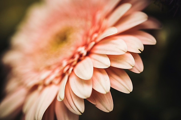 포토 JPG 주간 꽃 꽃밭 꽃백그라운드 봄꽃 자연 국화 근접촬영 사람없음 야외 꽃박람회 호수공원 일산호수공원 국내포토 자연요소 식물 공원 뷰포인트 백그라운드 봄 생태계 박람회 파일형식 일산