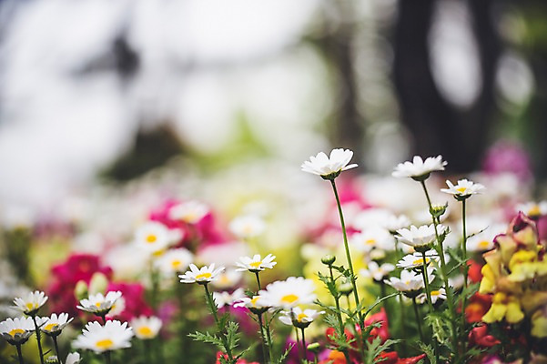 포토 JPG 주간 꽃 꽃밭 꽃백그라운드 봄꽃 자연 사람없음 야외 데이지 꽃박람회 호수공원 일산호수공원 국내포토 자연요소 식물 공원 백그라운드 봄 생태계 박람회 파일형식 일산