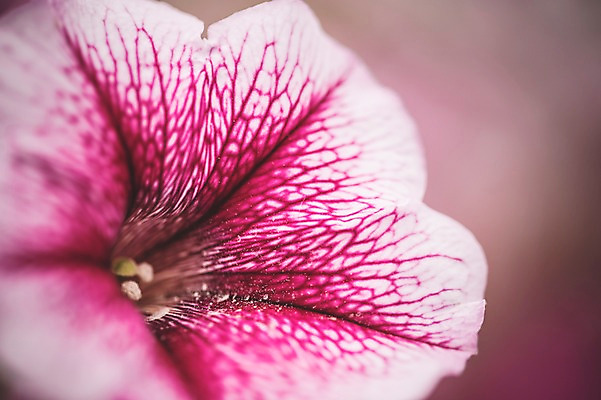 포토 JPG 주간 꽃 꽃밭 꽃백그라운드 봄꽃 자연 근접촬영 사람없음 야외 나팔꽃 꽃박람회 호수공원 일산호수공원 국내포토 자연요소 식물 공원 뷰포인트 백그라운드 봄 생태계 박람회 파일형식 일산