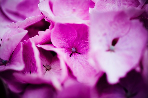 포토 JPG 주간 꽃 꽃밭 꽃백그라운드 봄꽃 자연 근접촬영 사람없음 야외 수국 꽃박람회 호수공원 일산호수공원 국내포토 자연요소 식물 공원 뷰포인트 백그라운드 봄 생태계 박람회 파일형식 일산