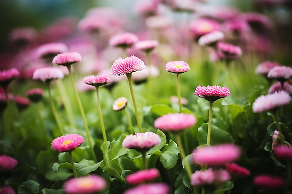 포토 JPG 주간 꽃 꽃밭 꽃백그라운드 봄꽃 자연 사람없음 야외 데이지 꽃박람회 호수공원 일산호수공원 국내포토 자연요소 식물 공원 백그라운드 봄 생태계 박람회 파일형식 일산