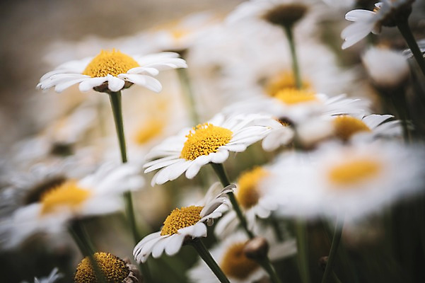 포토 JPG 주간 꽃 꽃밭 꽃백그라운드 봄꽃 자연 사람없음 야외 데이지 꽃박람회 호수공원 일산호수공원 국내포토 자연요소 식물 공원 백그라운드 봄 생태계 박람회 파일형식 일산