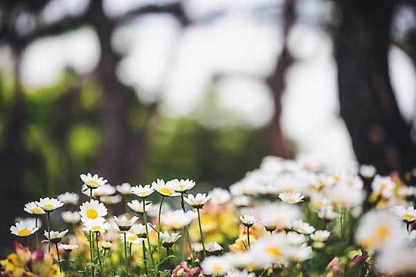 포토 JPG 주간 꽃 꽃밭 꽃백그라운드 봄꽃 자연 사람없음 야외 데이지 꽃박람회 호수공원 일산호수공원 국내포토 자연요소 식물 공원 백그라운드 봄 생태계 박람회 파일형식 일산