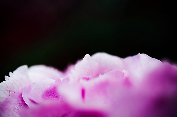 포토 JPG 주간 꽃 꽃밭 꽃백그라운드 봄꽃 자연 국화 근접촬영 사람없음 야외 꽃박람회 호수공원 일산호수공원 국내포토 자연요소 식물 공원 뷰포인트 백그라운드 봄 생태계 박람회 파일형식 일산