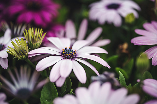 포토 JPG 주간 꽃 꽃밭 꽃백그라운드 봄꽃 자연 사람없음 야외 데이지 꽃박람회 호수공원 일산호수공원 국내포토 자연요소 식물 공원 백그라운드 봄 생태계 박람회 파일형식 일산