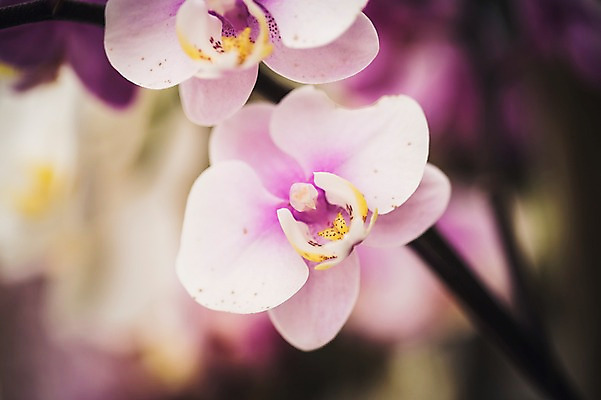 포토 JPG 주간 꽃 꽃밭 꽃백그라운드 봄꽃 자연 근접촬영 사람없음 야외 꽃박람회 난초꽃 호수공원 일산호수공원 국내포토 자연요소 식물 공원 뷰포인트 백그라운드 봄 난초 생태계 박람회 파일형식 일산