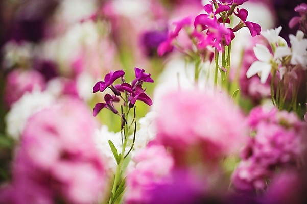 포토 JPG 주간 꽃 꽃밭 꽃백그라운드 봄꽃 자연 사람없음 야외 꽃박람회 난초꽃 호수공원 일산호수공원 국내포토 자연요소 식물 공원 백그라운드 봄 난초 생태계 박람회 파일형식 일산