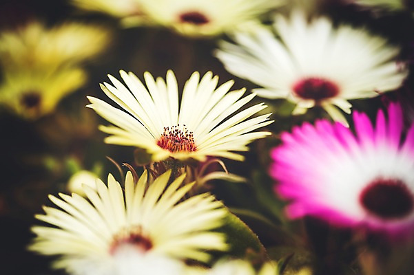 포토 JPG 주간 꽃 꽃밭 꽃백그라운드 봄꽃 자연 근접촬영 사람없음 야외 데이지 꽃박람회 호수공원 일산호수공원 국내포토 자연요소 식물 공원 뷰포인트 백그라운드 봄 생태계 박람회 파일형식 일산