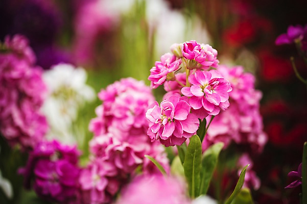 포토 JPG 주간 꽃 꽃밭 꽃백그라운드 봄꽃 자연 사람없음 야외 아웃포커스 꽃박람회 호수공원 일산호수공원 국내포토 자연요소 식물 공원 백그라운드 촬영기법 봄 생태계 박람회 파일형식 일산