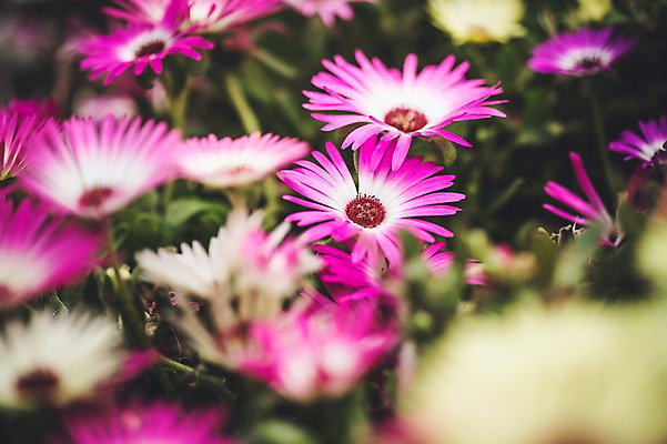 포토 JPG 주간 꽃 꽃밭 꽃백그라운드 봄꽃 자연 사람없음 야외 꽃박람회 호수공원 일산호수공원 국내포토 자연요소 식물 공원 백그라운드 봄 생태계 박람회 파일형식 일산