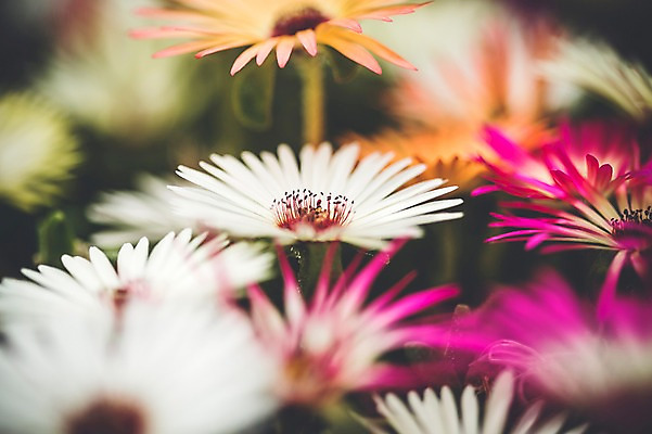 포토 JPG 주간 꽃 꽃밭 꽃백그라운드 봄꽃 자연 사람없음 야외 데이지 꽃박람회 호수공원 일산호수공원 국내포토 자연요소 식물 공원 백그라운드 봄 생태계 박람회 파일형식 일산