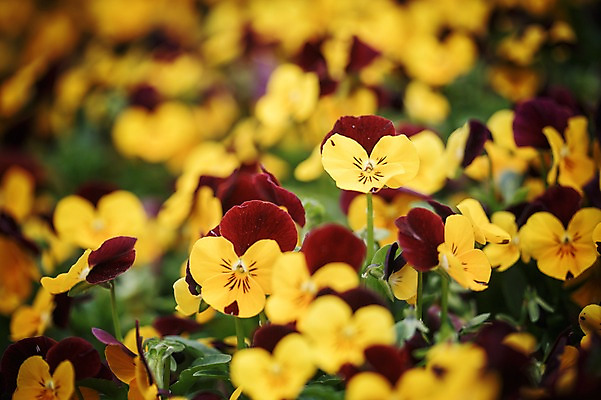 포토 JPG 주간 꽃 꽃밭 꽃백그라운드 봄꽃 자연 사람없음 야외 팬지 꽃박람회 호수공원 일산호수공원 국내포토 자연요소 식물 공원 백그라운드 봄 생태계 박람회 파일형식 일산
