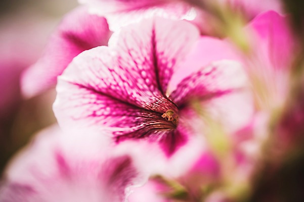 포토 JPG 주간 꽃 꽃밭 꽃백그라운드 봄꽃 자연 사람없음 야외 나팔꽃 꽃박람회 호수공원 일산호수공원 국내포토 자연요소 식물 공원 백그라운드 봄 생태계 박람회 파일형식 일산