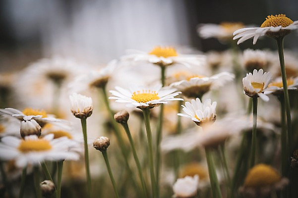 포토 JPG 주간 꽃 꽃밭 꽃백그라운드 봄꽃 자연 사람없음 야외 데이지 꽃박람회 호수공원 일산호수공원 국내포토 자연요소 식물 공원 백그라운드 봄 생태계 박람회 파일형식 일산