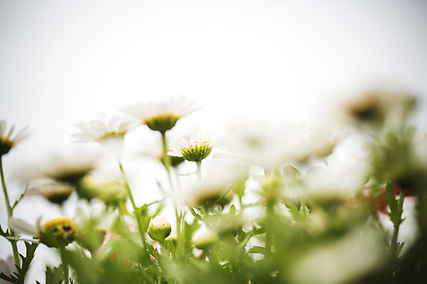 포토 JPG 주간 꽃 꽃밭 꽃백그라운드 봄꽃 자연 사람없음 야외 데이지 꽃박람회 호수공원 일산호수공원 국내포토 자연요소 식물 공원 백그라운드 봄 생태계 박람회 파일형식 일산