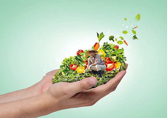 PSD 편집 편집이미지 손 남자 음식 토마토 피망 나뭇잎 한명 들기 앉기 성인 당근 한국인 60대 농부 브로콜리 유기농 밀짚모자 이미지편집 직업 모자_잡화 1 웰빙 노년 잎 채소 모션 뿌리채소 사람 동양인 신체부위 파일형식