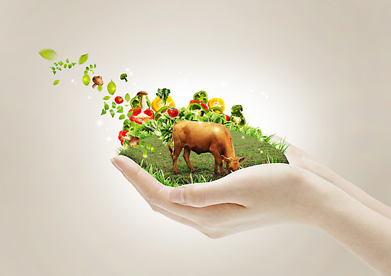 PSD 편집 편집이미지 손 음식 방울토마토 피망 나뭇잎 들기 잔디 신체부위 버섯 소 이미지편집 식물 잎 토마토 채소 포유류 모션 사람 파일형식