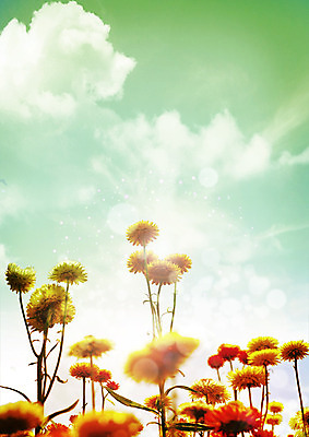 PSD 구름 편집 편집이미지 꽃 자연 하늘 사람없음 자연보호 환경 그린캠페인 이미지편집 자연요소 식물 캠페인 보호 생태계 파일형식