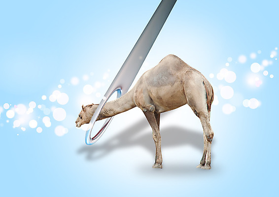 PSD 편집 편집이미지 야생동물 사람없음 바늘 구멍 낙타 바늘구멍 이미지편집 동물 포유류 도구 파일형식
