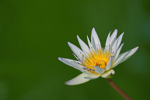 포토 JPG 꽃 한송이 자연 연꽃 사람없음 아웃포커스 국내포토 식물 1 촬영기법 생태계 송이 파일형식