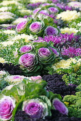 포토 JPG 주간 꽃 자연 사람없음 야외 아웃포커스 양배추 양배추밭 국내포토 자연요소 식물 밭 채소 촬영기법 생태계 파일형식