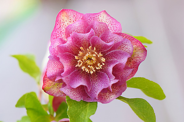 포토 JPG 주간 꽃 분홍색 잎 한송이 자연 근접촬영 사람없음 야외 아웃포커스 국내포토 자연요소 식물 1 뷰포인트 컬러 촬영기법 생태계 송이 파일형식