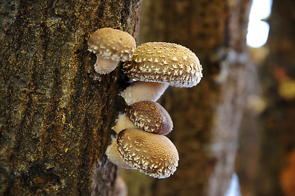 포토 JPG 주간 나무 자연 사람없음 야외 아웃포커스 버섯 국내포토 자연요소 식물 촬영기법 생태계 파일형식