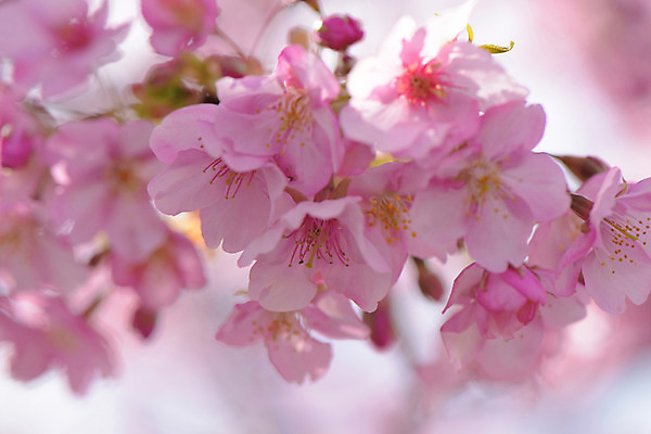 포토 JPG 주간 꽃 분홍색 자연 근접촬영 사람없음 야외 아웃포커스 봄 벚꽃 국내포토 자연요소 식물 계절 뷰포인트 컬러 촬영기법 생태계 파일형식