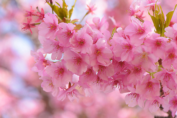 포토 JPG 주간 꽃 분홍색 자연 근접촬영 사람없음 야외 아웃포커스 봄 벚꽃 국내포토 자연요소 식물 계절 뷰포인트 컬러 촬영기법 생태계 파일형식