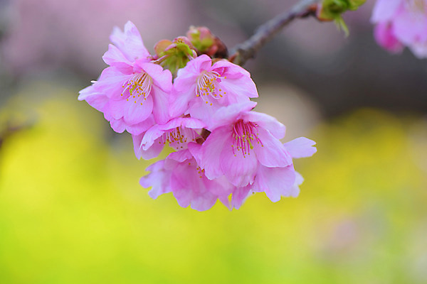 포토 JPG 주간 꽃 분홍색 자연 근접촬영 사람없음 야외 아웃포커스 봄 벚꽃 나뭇가지 국내포토 자연요소 나무 식물 계절 뷰포인트 컬러 촬영기법 생태계 파일형식