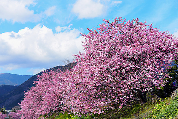포토 JPG 주간 나무 구름 꽃 자연 하늘 산 풍경 사람없음 야외 봄 벚꽃 국내포토 자연요소 식물 계절 생태계 파일형식