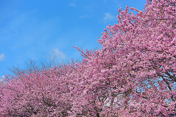 포토 JPG 주간 나무 구름 꽃 자연 하늘 풍경 사람없음 야외 봄 벚꽃 국내포토 자연요소 식물 계절 생태계 파일형식