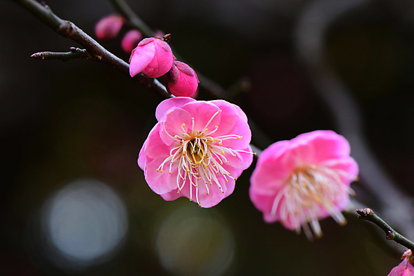 포토 JPG 주간 꽃 분홍색 자연 근접촬영 사람없음 야외 아웃포커스 나뭇가지 꽃술_꽃 국내포토 자연요소 나무 식물 뷰포인트 컬러 촬영기법 생태계 파일형식